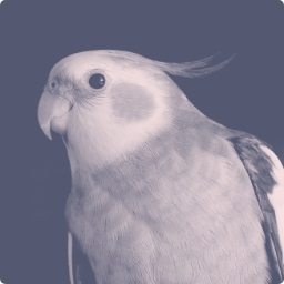 Peep